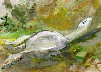 Resting Soft-Shelled Turtle Mary Lou Lindroth Rockton IL watercolor  SOLD